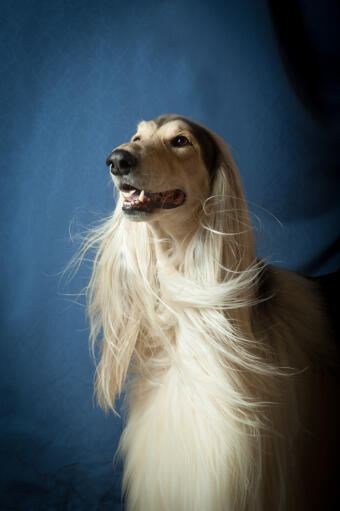 A glamourous afghan hound with lovely white ears