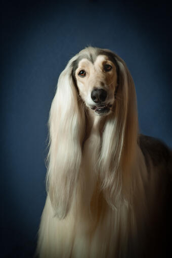 A lovely afghan hound with fantastically groomed hair