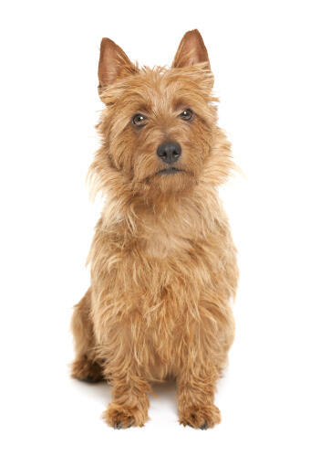 An australian terrier with a beautifully scruffy coat looking curiously at the camera