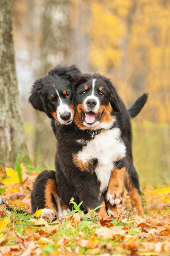 Bernese mountain dog husky mix temperament clearance