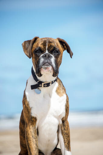 A beautiful boxer sitting on the beach