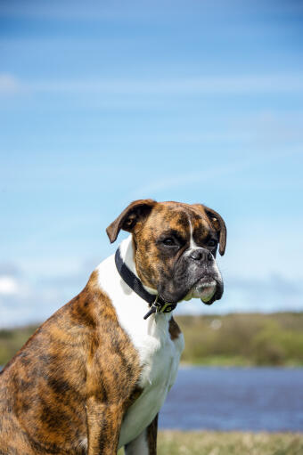 do boxers have separation anxiety