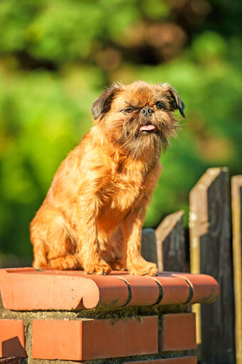 An adult brussels griffon waiting high up on a wall for it's owner