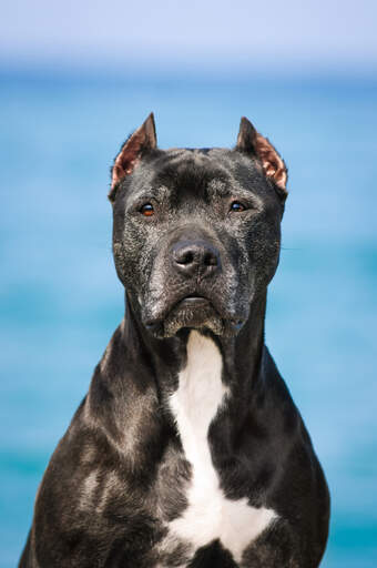 A close up of a black bull terrier's beautiful pointed ears
