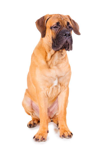 A young adult bullmastiff sitting strong