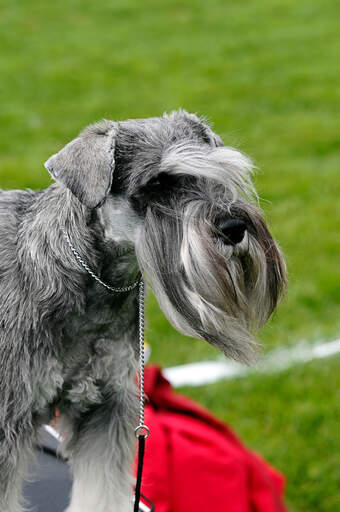 An adult cesky terrier with a beautifully groomed coat