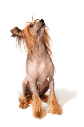 A well groomed brown chinese crested waiting patiently for some attention
