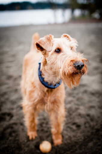 A close up of a irish terrier's lovely, wiry coat and beard