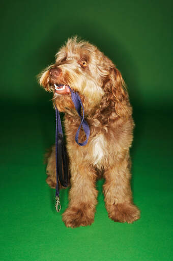 A happy otterhound with a toy in his mouth