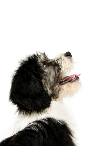 A close up of a polish lowland sheepdog's beautiful short nose