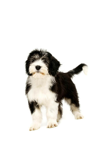 A wonderful little polish lowland sheepdog puppy playing