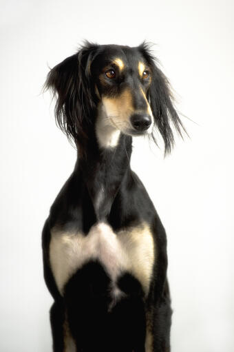 A saluki showing off it's incredible, slender physique and long, soft ears