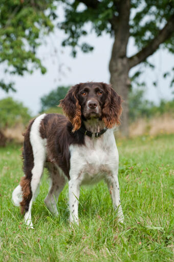 A small munsterlander with a short smooth coat and long curly ears