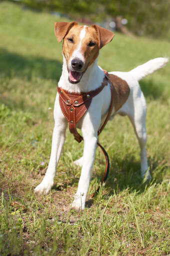 A smooth fox terrier standing tall, waiting for it's owner to play