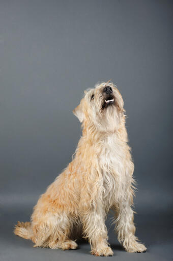 A healthy adult soft coated wheaten terrier sitting, waiting for a command