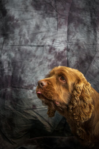 A close up of a sussex spaniel's wonderful thick, curly ears