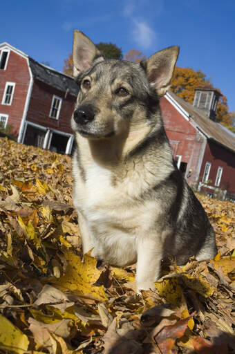A beautiful adult swedish vallhund sitting in the leaves, waiting for some attention