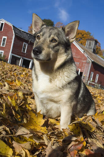 Swedish wolfhound sale