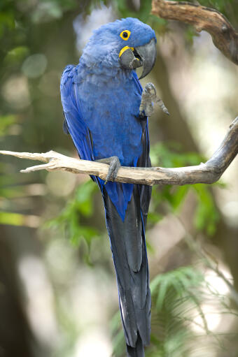 A hyacinth macaw's wonderful, long, dark tail feathers