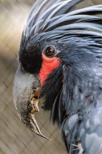 A close up of a palm cockatoo's wonderful, large beak and red face