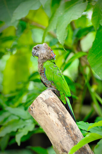 A red fan parrot's incredible, strong beak