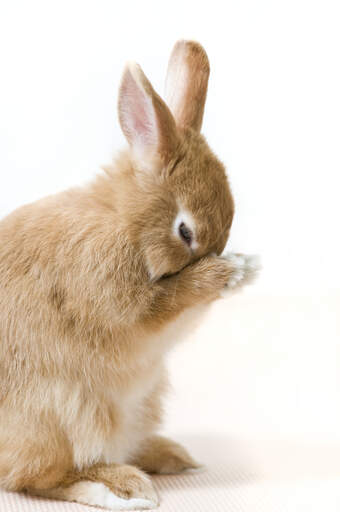 A netherland dwarf rabbit cleaning itself, showing off it's beautiful ears