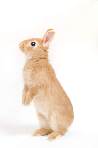 Cute Dwarf Rabbits