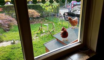 Chickens on their wooden chicken coop looking into house
