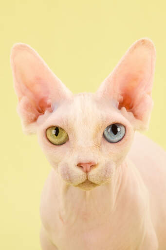 A bambino cat with heterochromia eyes