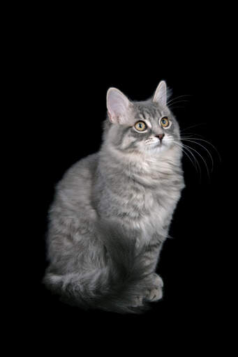 A proud grey ragamuffin tabby