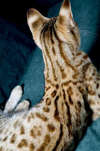 The beautiful coat of a savannah cat