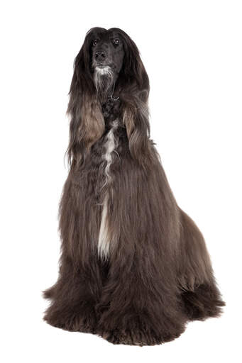 An adult brown afghan hound with a wonderful coat