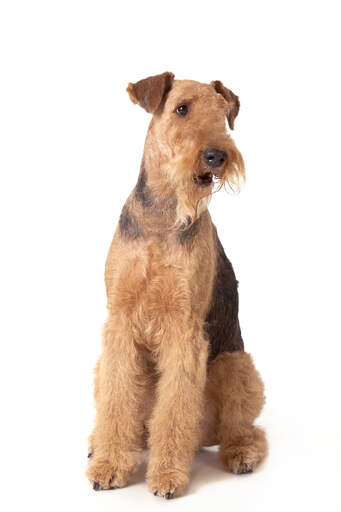 An healthy adult male airedale sitting beautifully