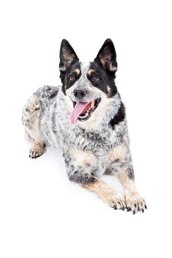 A beautiful adult black, white and brown australian cattle dog lying down