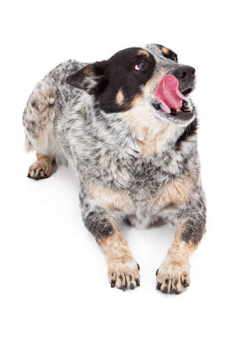 A happy australian cattle dog licking his lips