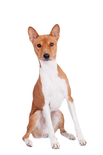 A beautiful young brown and white basenji sitting proudly