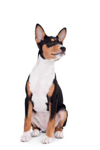 Basenji black and tan hot sale