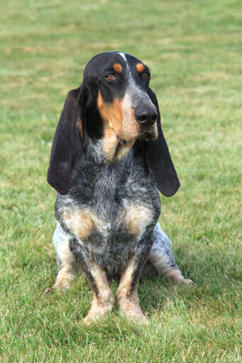 A handsome basset bleu de gascogne with a lovely mottled coat