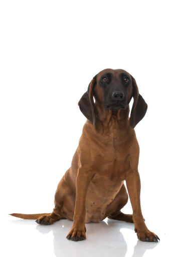 A handsome bavarian mountain hound sitting down 