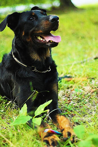 A healthy, adult beauceron lying neatly awaiting a command