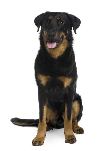 A strong adult beauceron sitting to attention