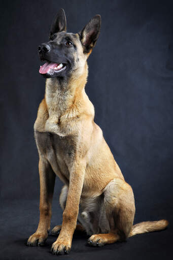 A adult, male belgian malinois sitting beautifully