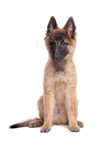 A belgian tervuren puppy sat to attention