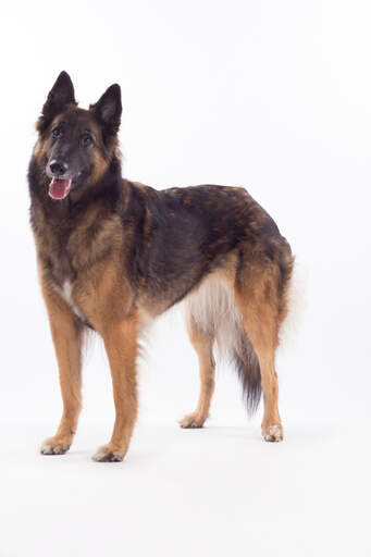 An adult belgian tervuren with a lovely, healthy coat