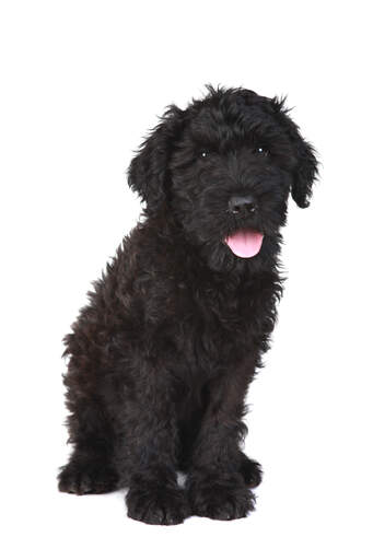 A healthy black russian terrier puppy sitting very neatly