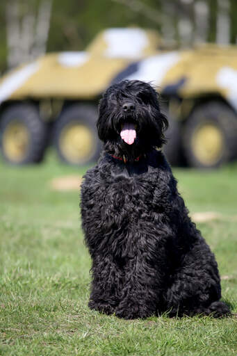 Black russian cheap terrier height