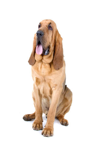 A healthy adult bloodhound sitting to attention