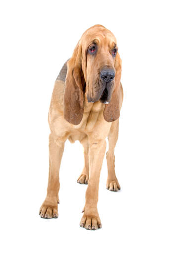 A young adult bloodhound with a lovely short coat