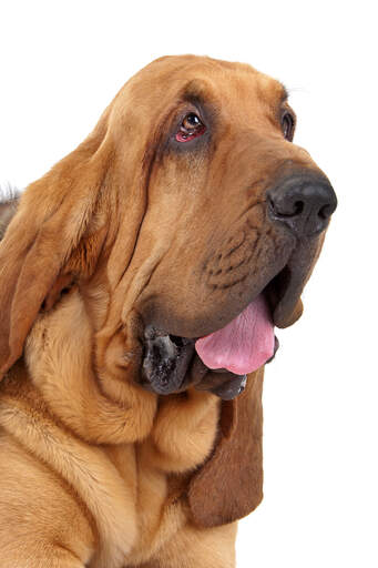 The characteristic droopy face of a bloodhound