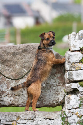 A wonderful border terrier, stretching tall on the rocks